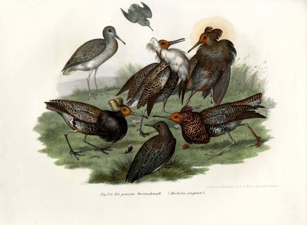 Combattente, 1864 da German School
