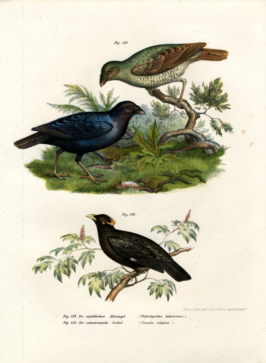 Uccello satinato, 1864 da German School
