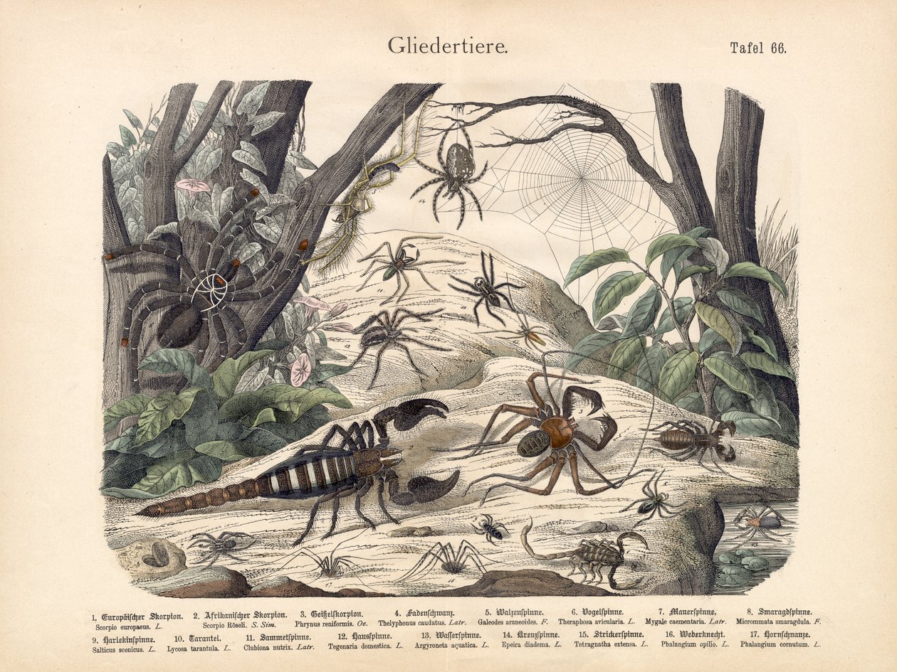 Scorpioni e Ragni da German School