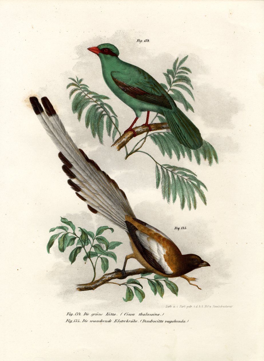 Gazza verde a coda corta, 1864 da German School