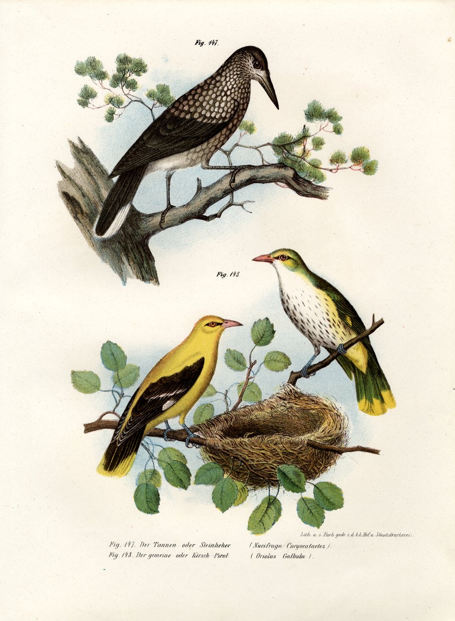 Nocciolaio maculato, 1864 da German School