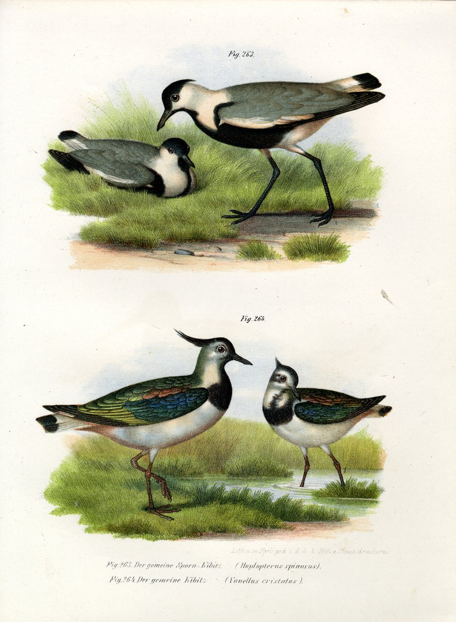 Pavoncella Speronata, 1864 da German School