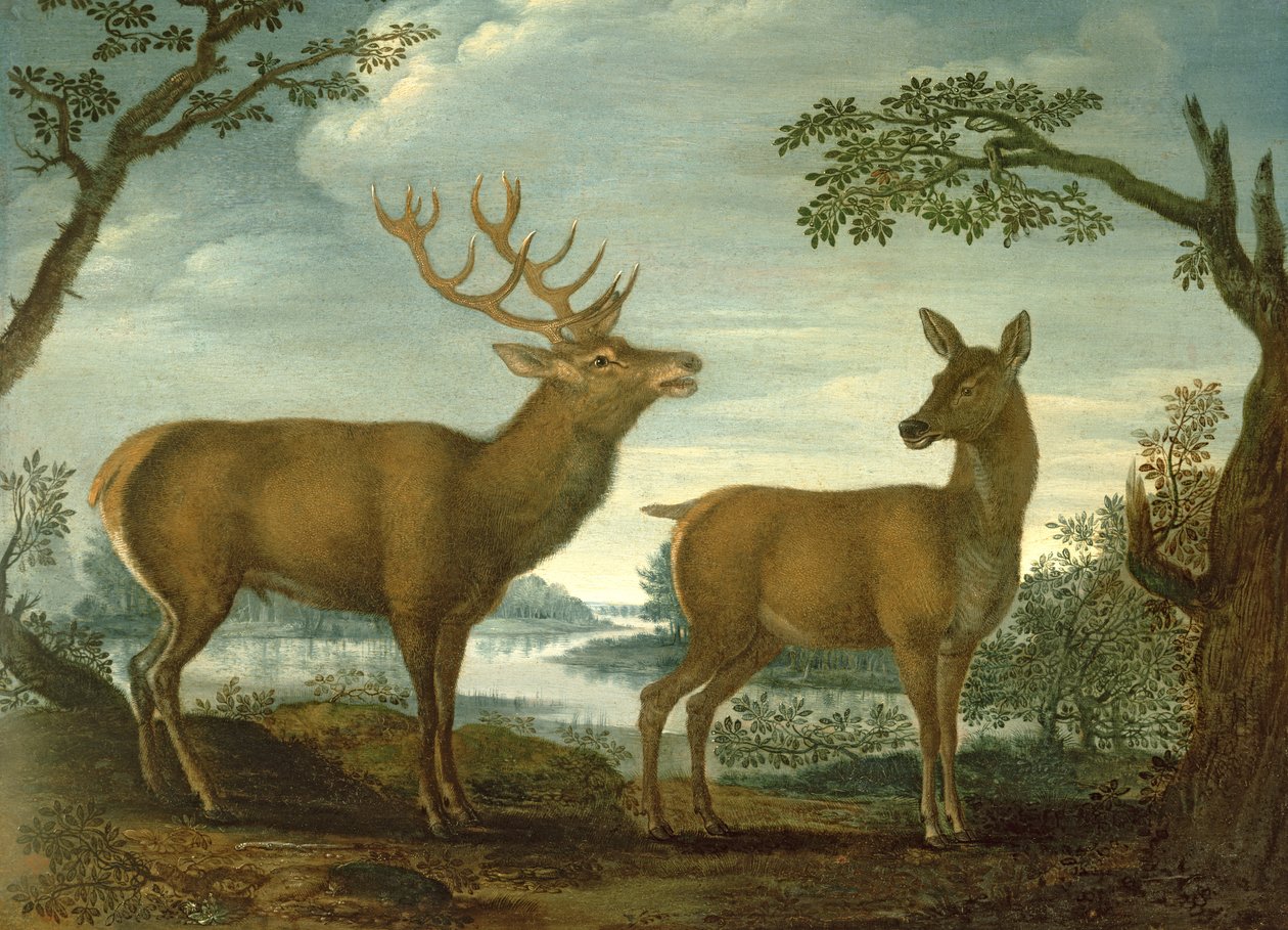 Cervo e cerva in un paesaggio boschivo da German School
