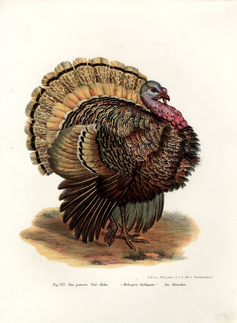 Tacchino Selvatico, 1864 da German School