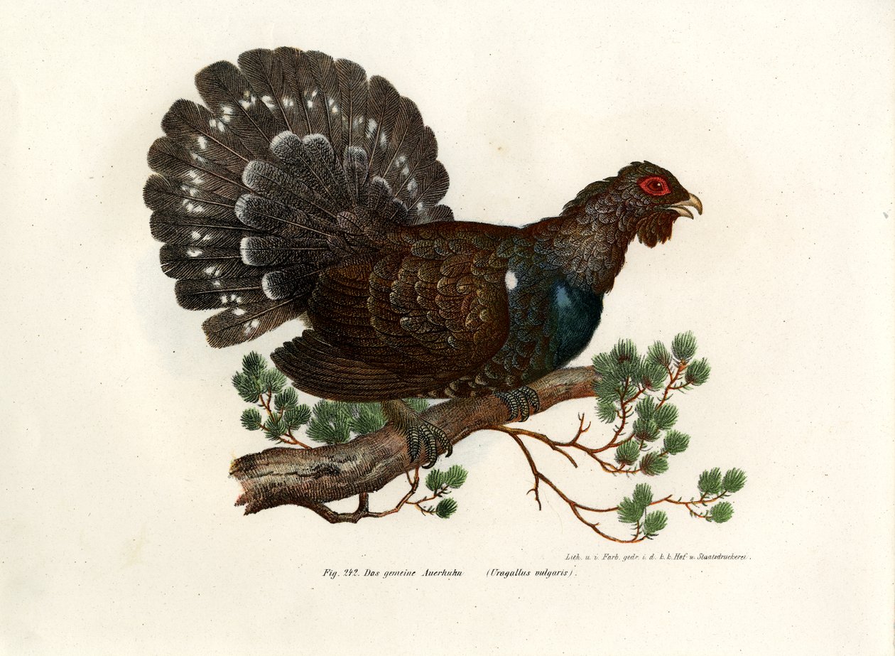 Gallo Cedrone, 1864 da German School