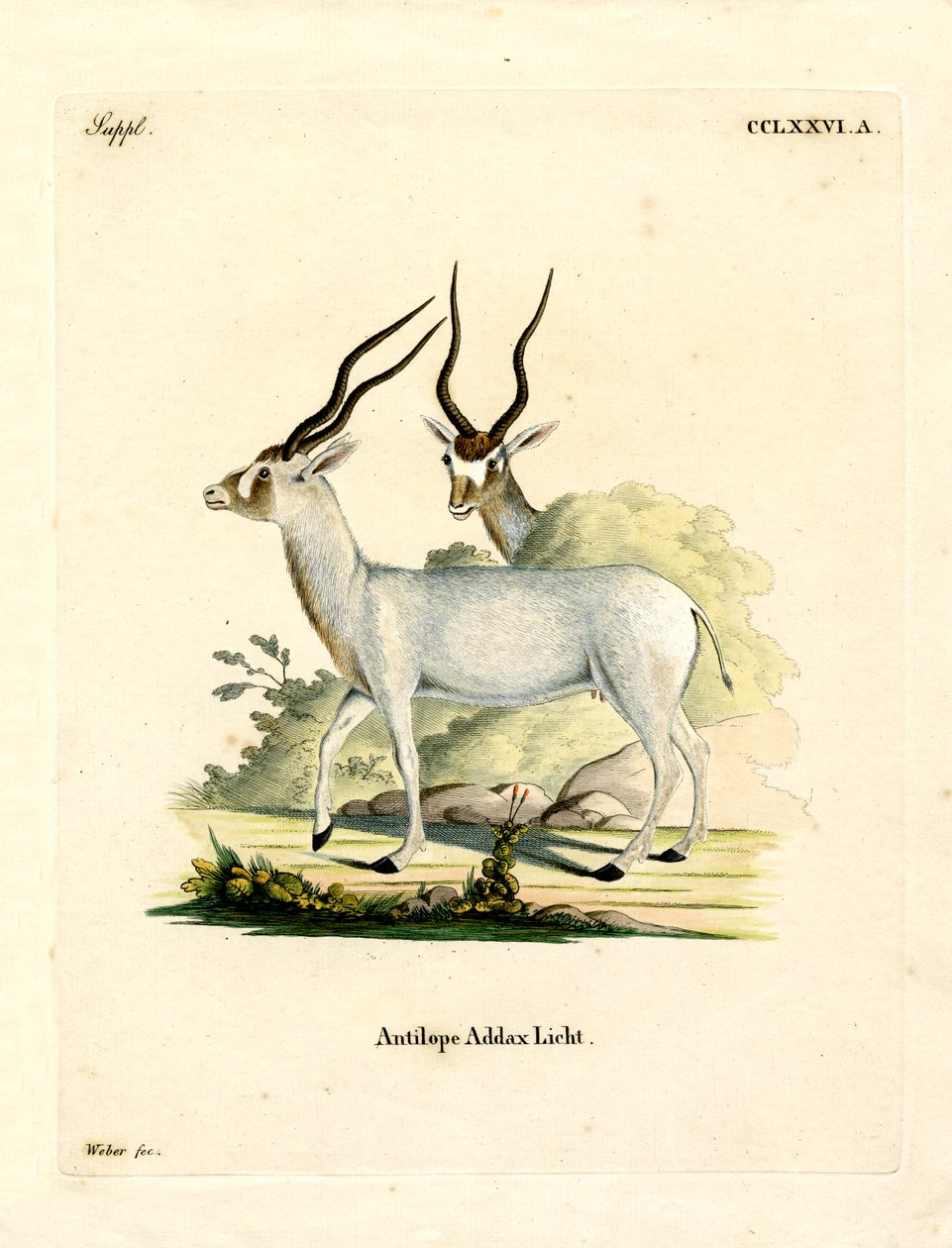 Antilope addax da German School