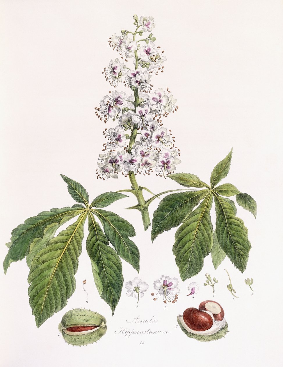 Aesculus Hippocastanum da German School