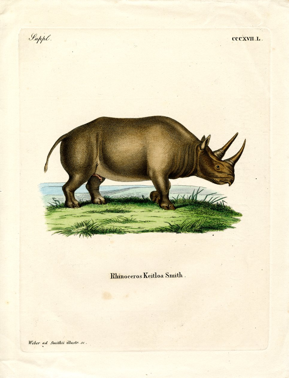 Rinoceronte Africano da German School