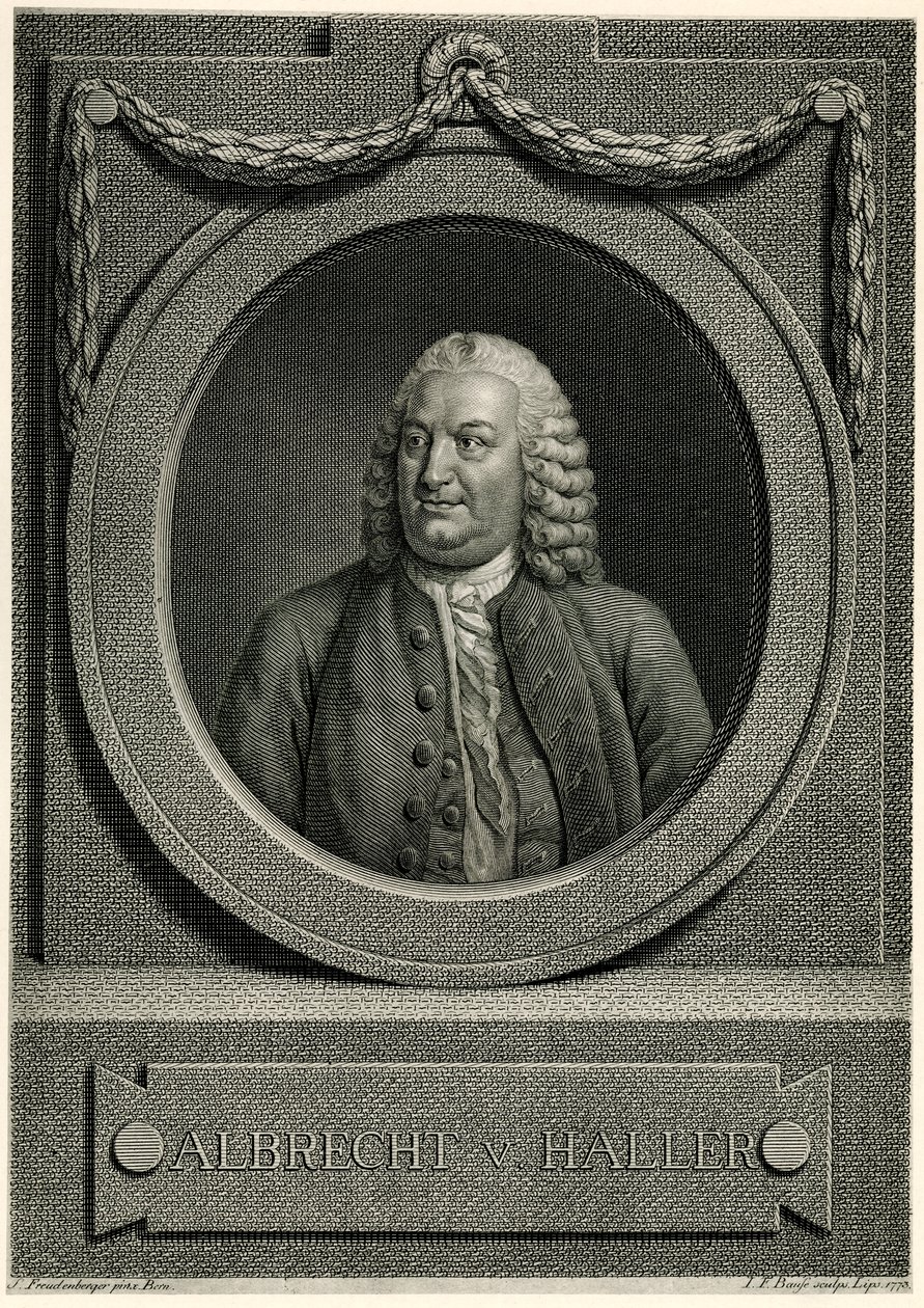 Albrecht von Haller da German School