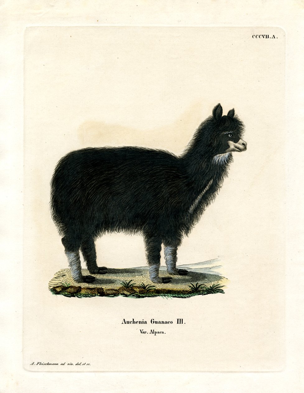 Alpaca da German School