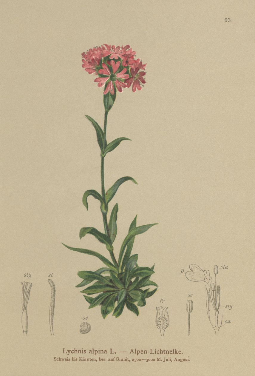 Lychnis alpina da German School