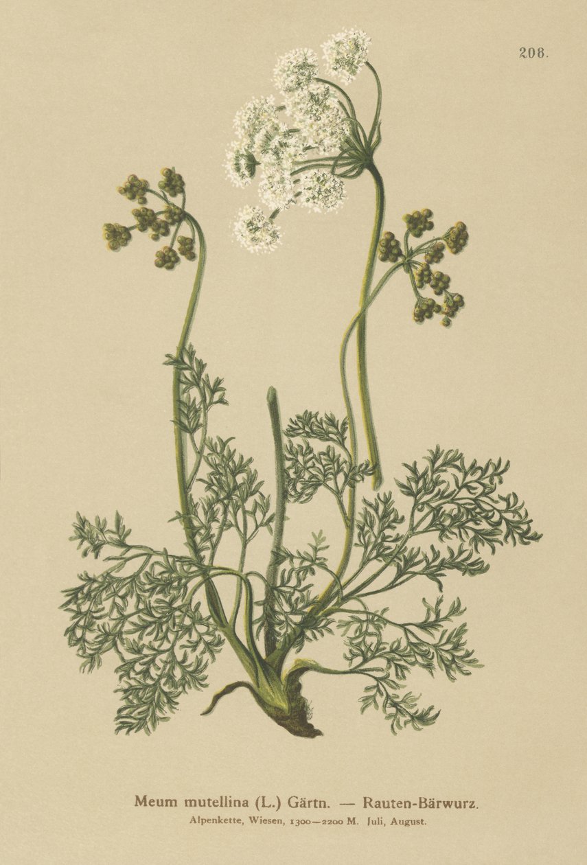 Levistico alpino (Meum mutellina, Ligusticum mutellina) da German School