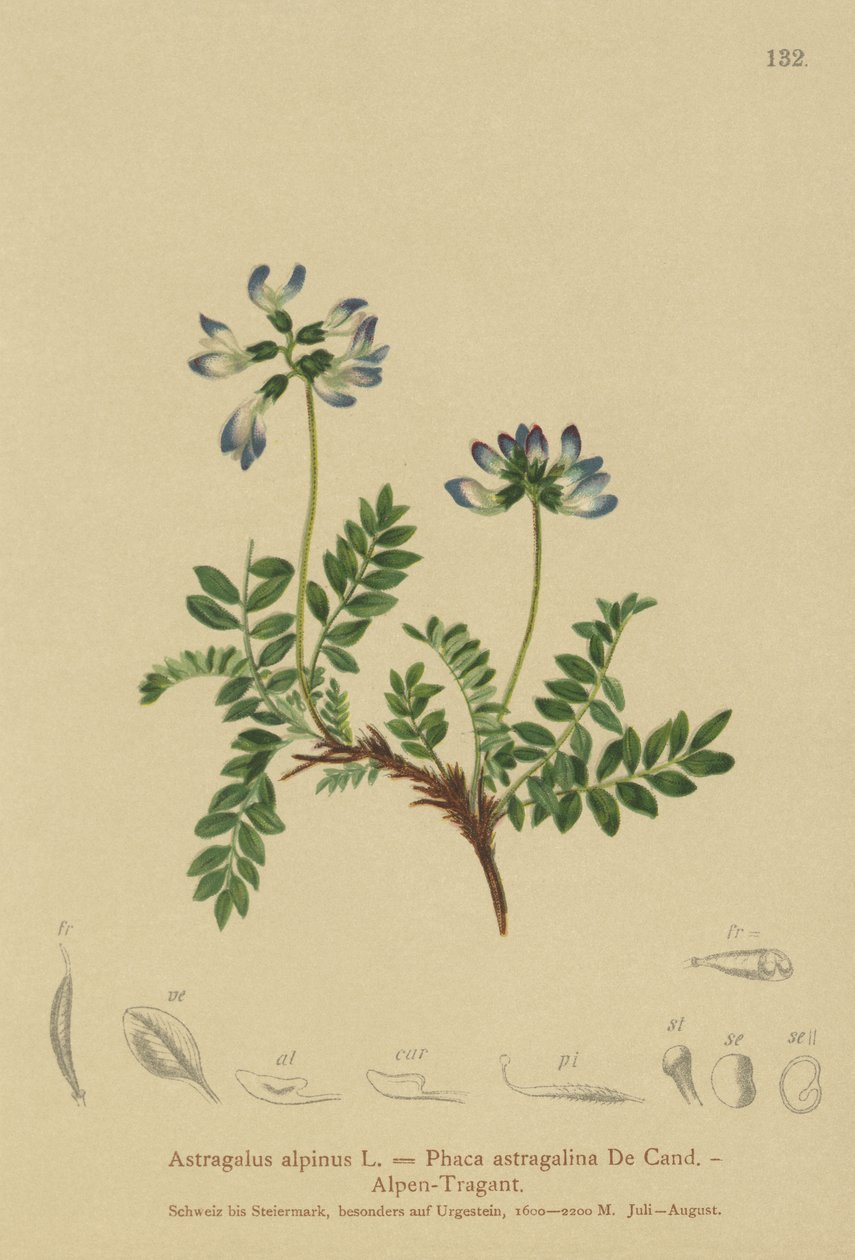 Astragalo alpino (Astragalus alpinus, Phaca astragalina) da German School
