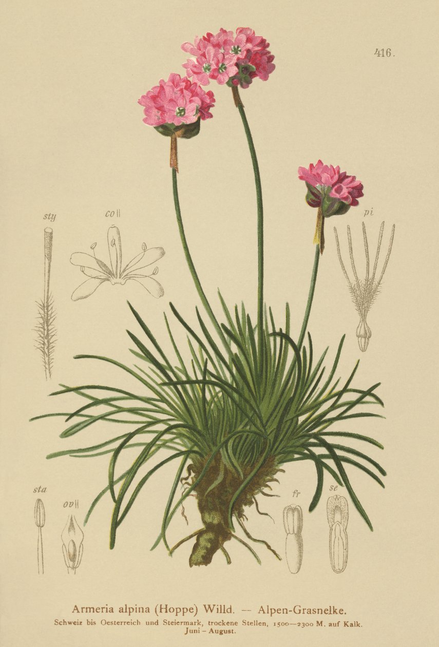 Armeria alpina da German School
