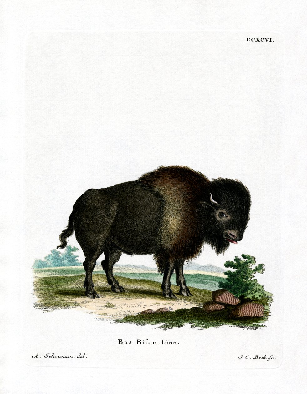 Bisonte Americano da German School