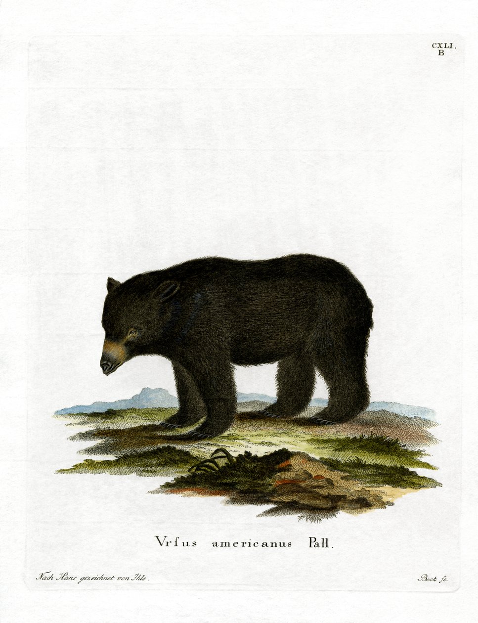 Orso nero americano da German School