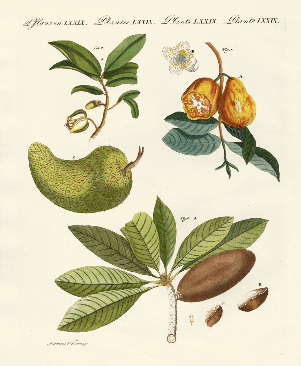 Frutti americani da German School