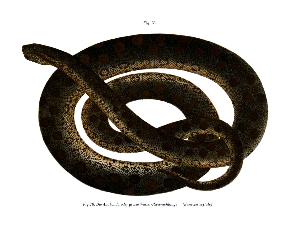 Anaconda da German School