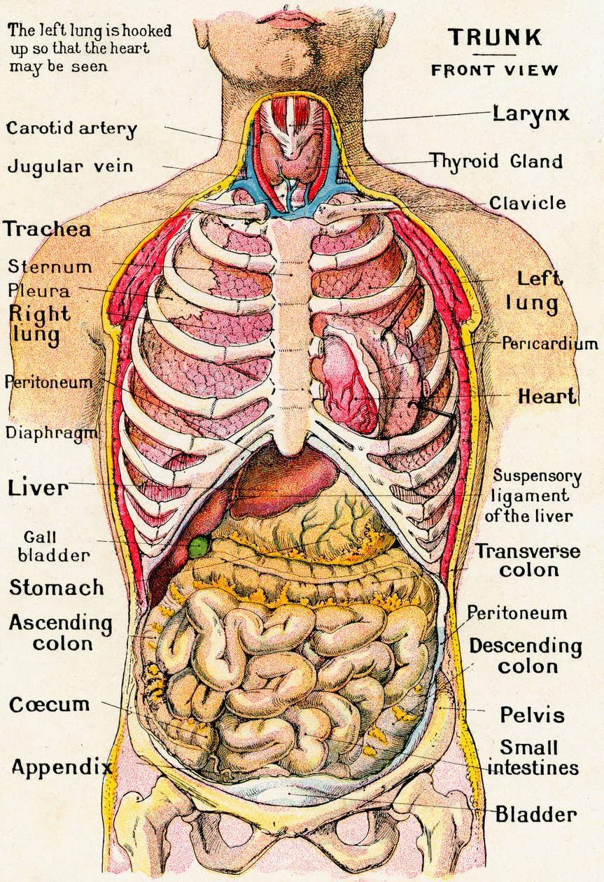 Vista anatomica del torso umano da German School