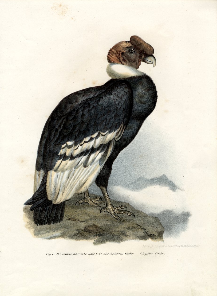 Condor delle Ande, 1864 da German School