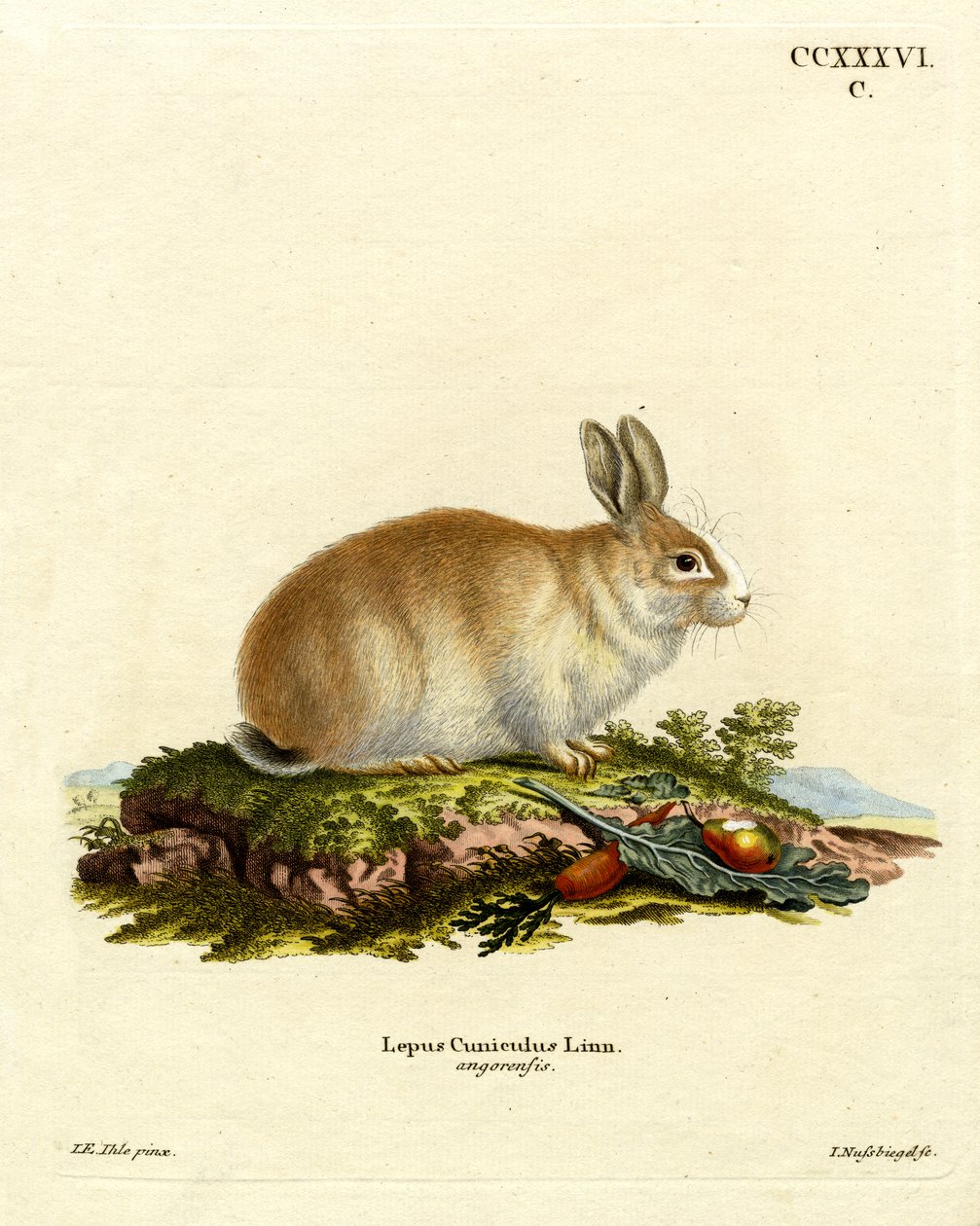 Coniglio d