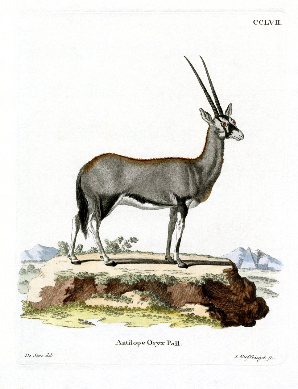 Oryx arabo da German School