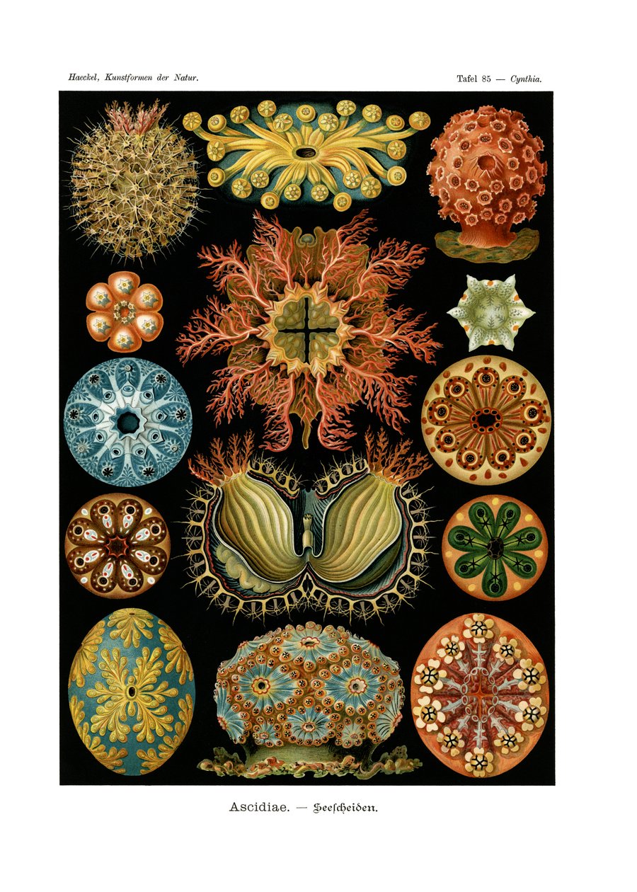 Ascidiae da German School