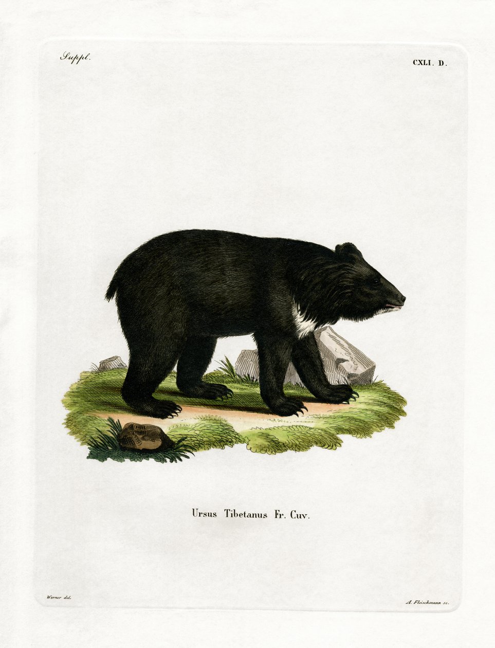 Orso nero asiatico da German School