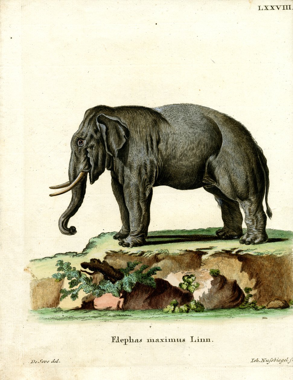 Elefante Asiatico da German School