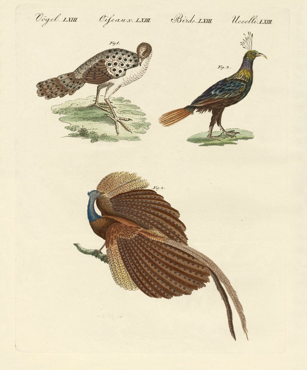 Uccelli asiatici da German School