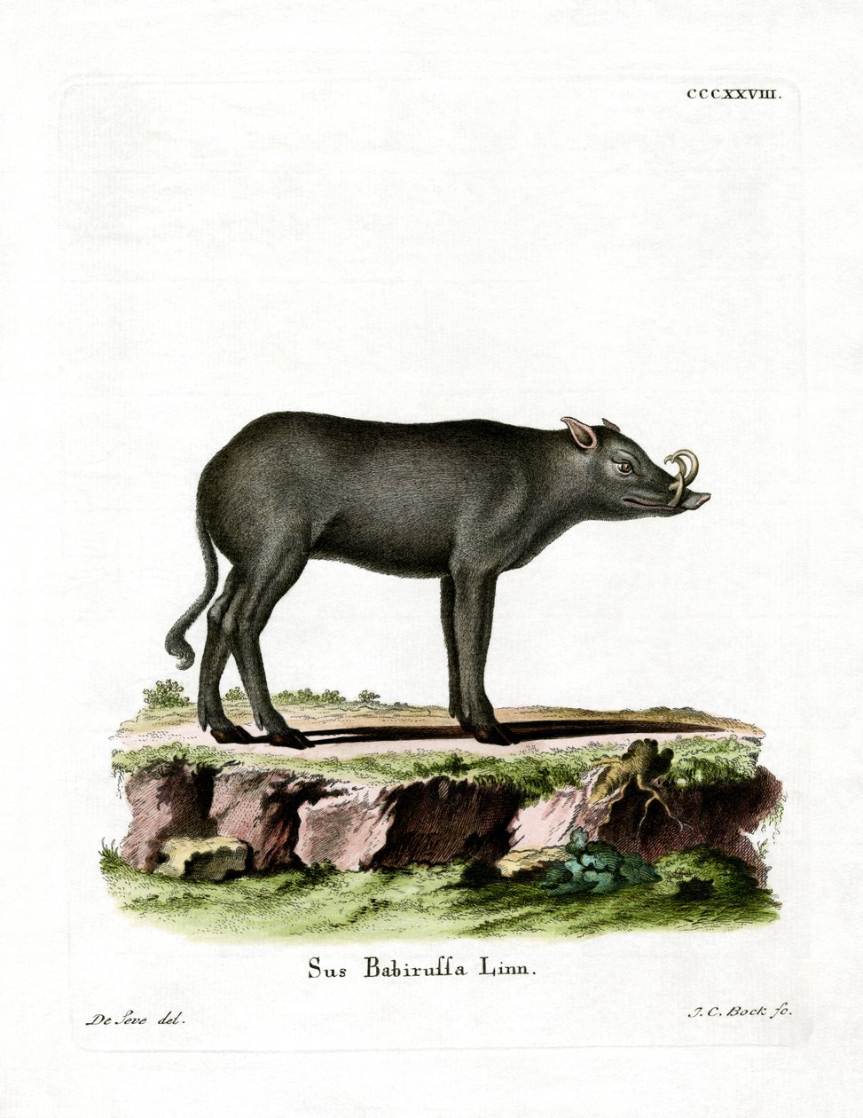 Babirussa da German School