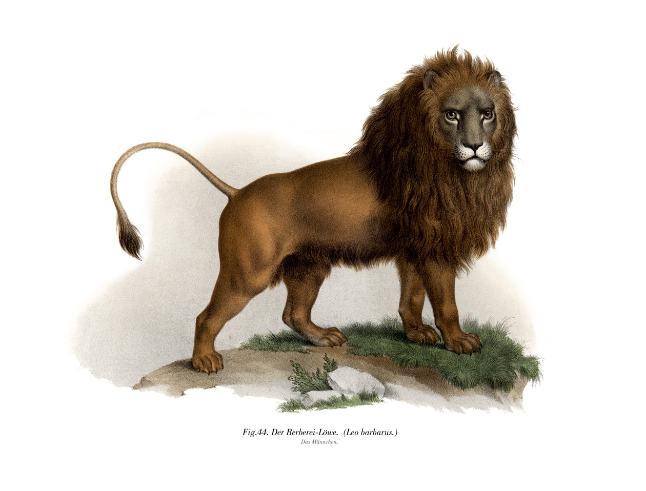 Leone berbero, 1860 da German School