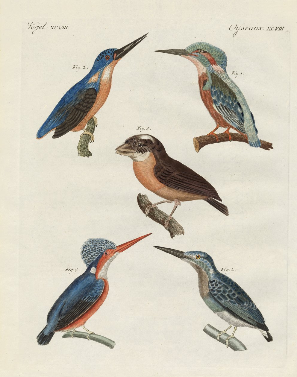Uccelli belli da German School