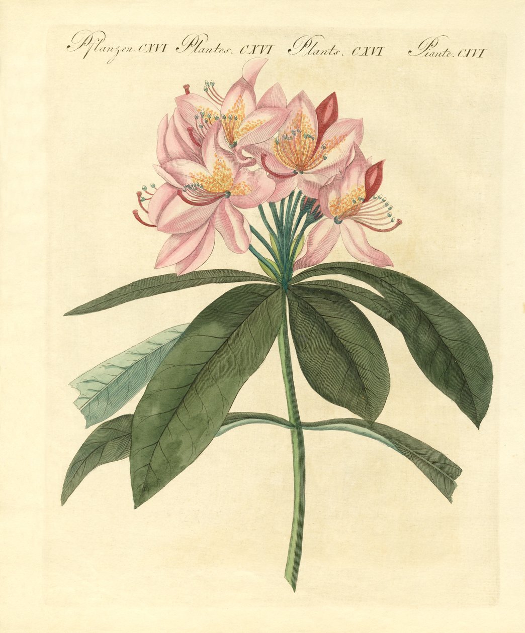 Arbusti stranieri belli da German School