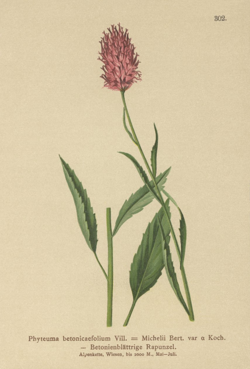 Raponzolo a foglie di betonica (Phyteuma betonicaefolium) da German School