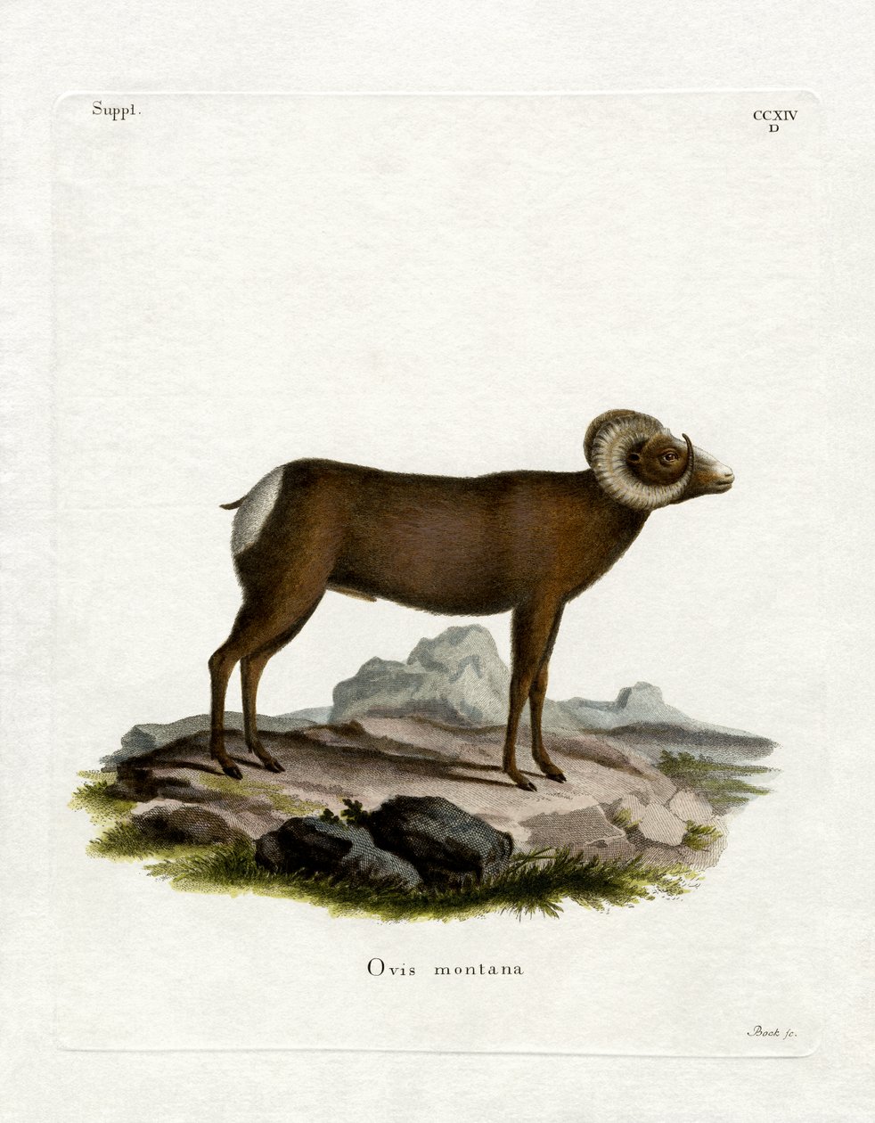 Pecora bighorn da German School