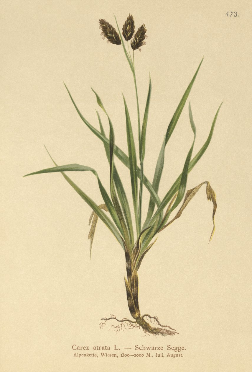 Carex atrata da German School