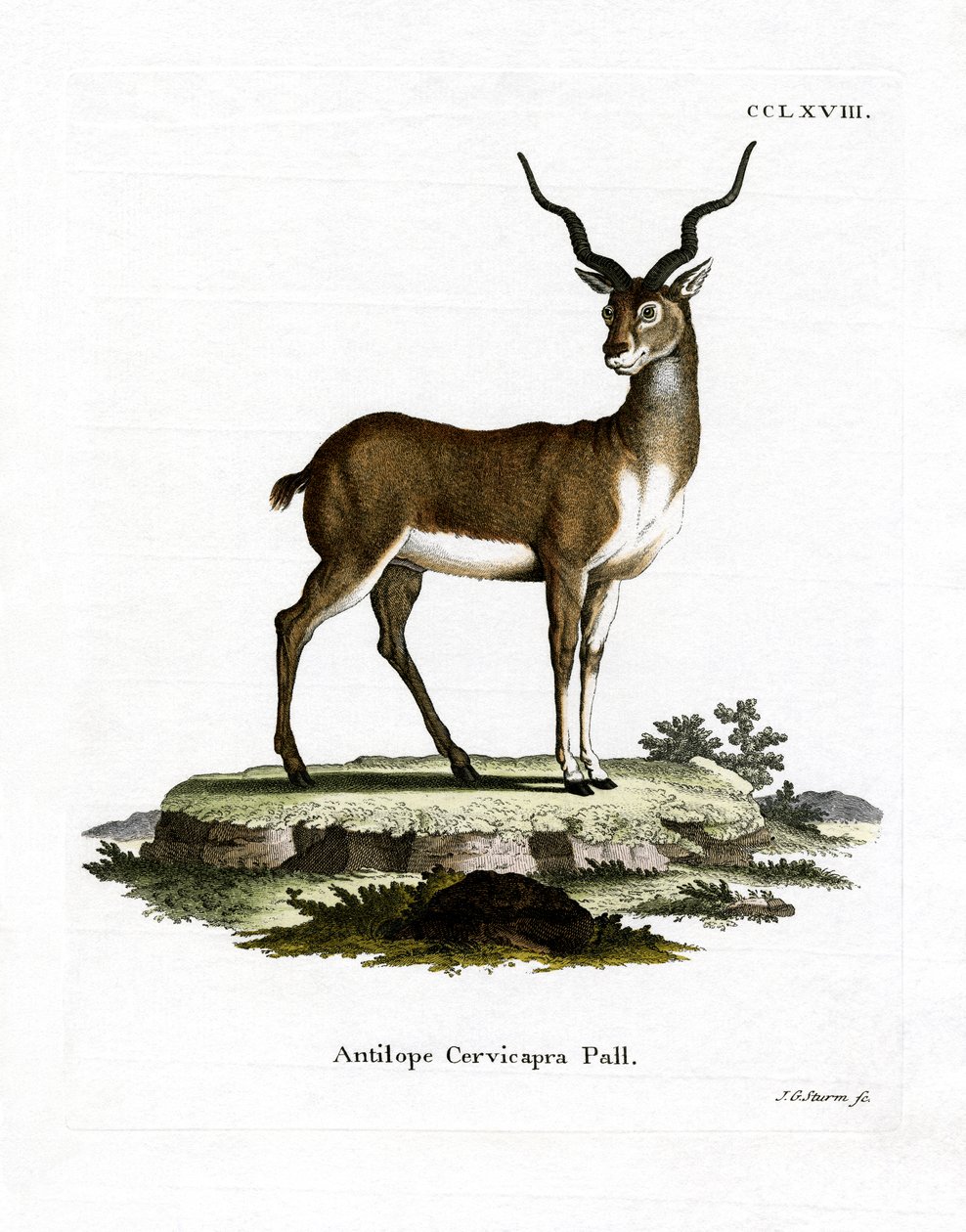 Antilope cervicapra da German School