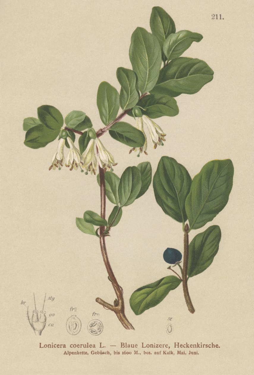 Caprifoglio blu (Lonicera caerulea, Lonicera coerulea) da German School