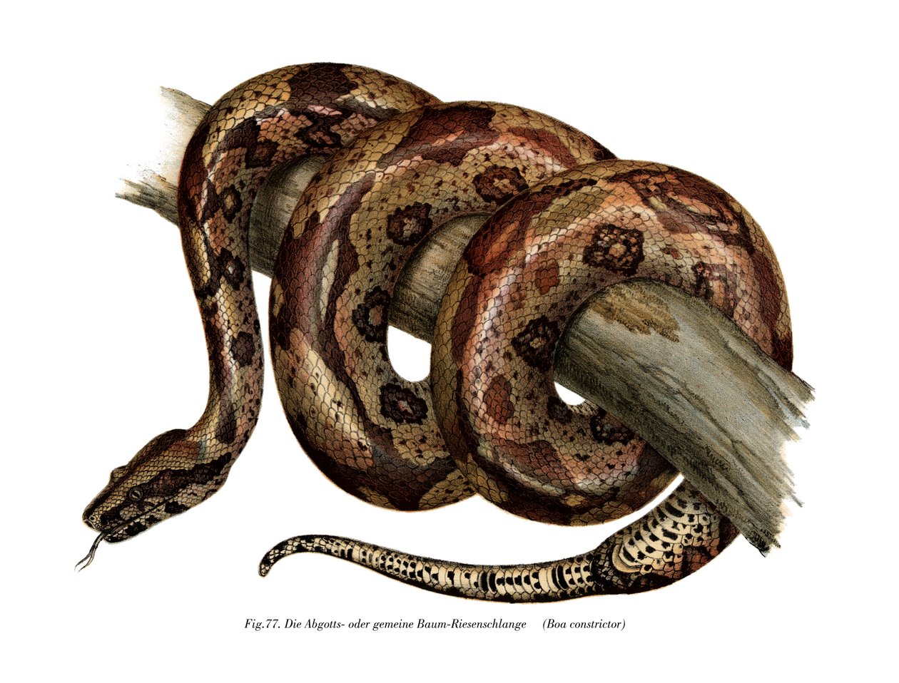 Boa constrictor da German School