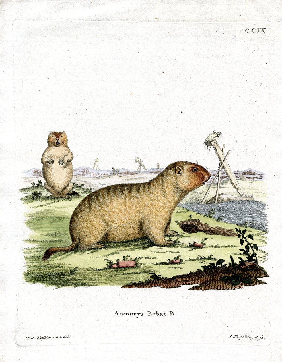Marmotta bobac da German School