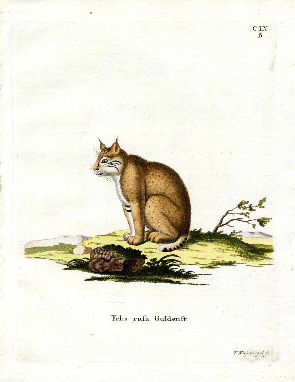 Lince rossa da German School
