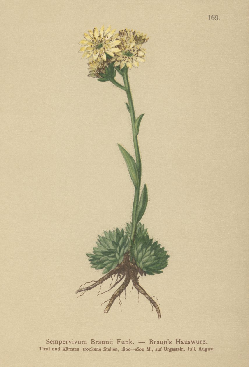 Semprevivo di Braun (Sempervivum Braunii) da German School