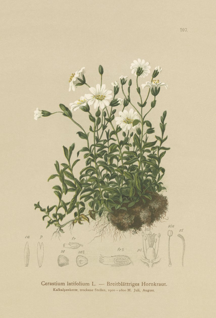 Cerastium latifolium da German School