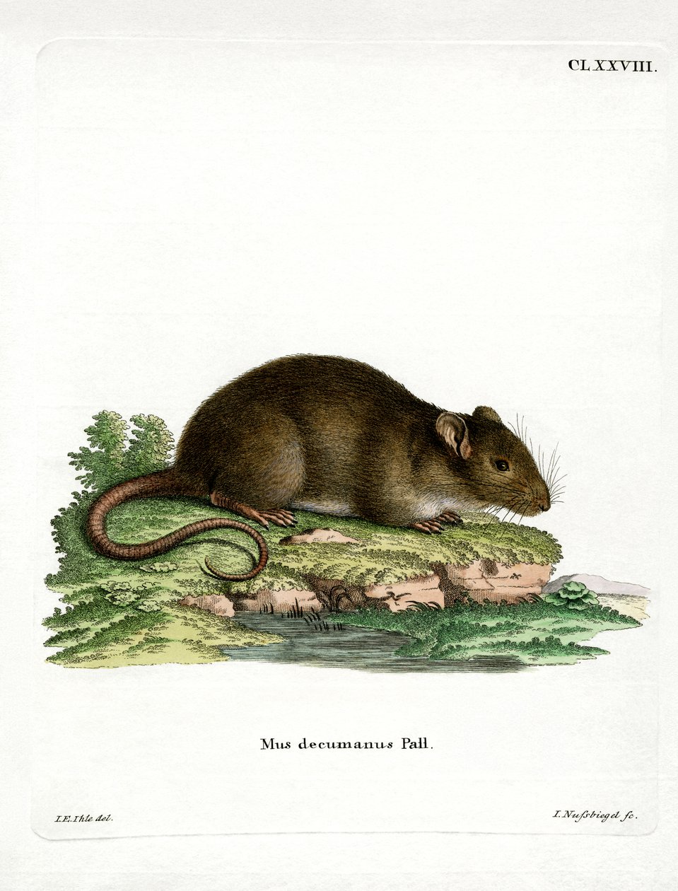 Ratto Marrone da German School