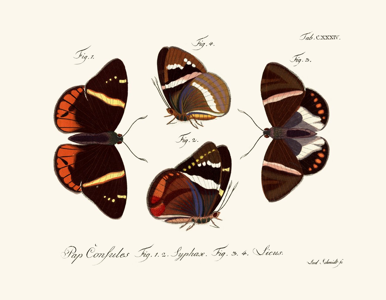 Farfalle da German School