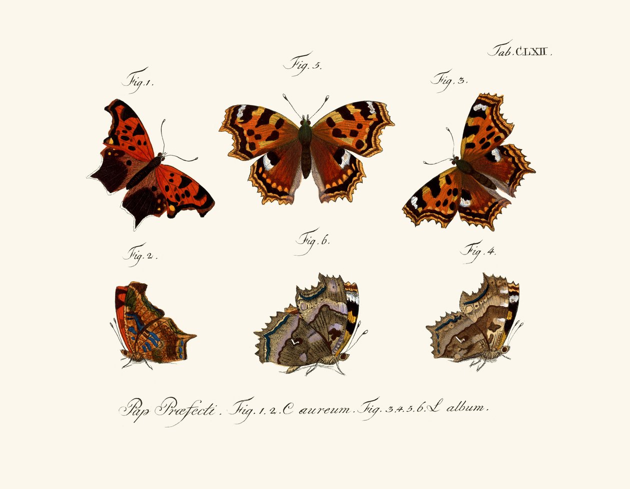 Farfalle, 1783-1806 da German School