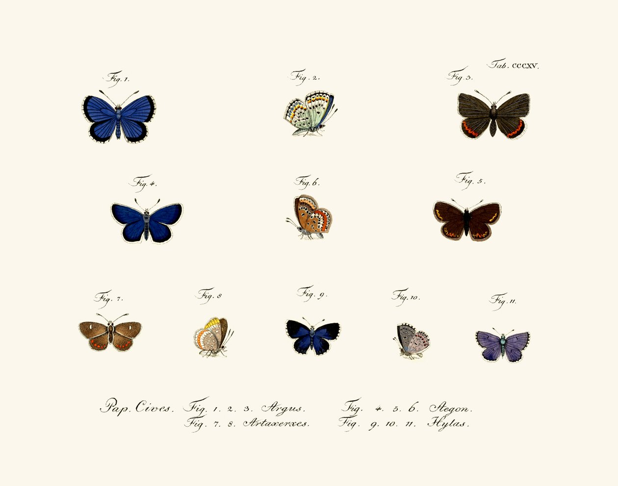 Farfalle, 1783-1806 da German School
