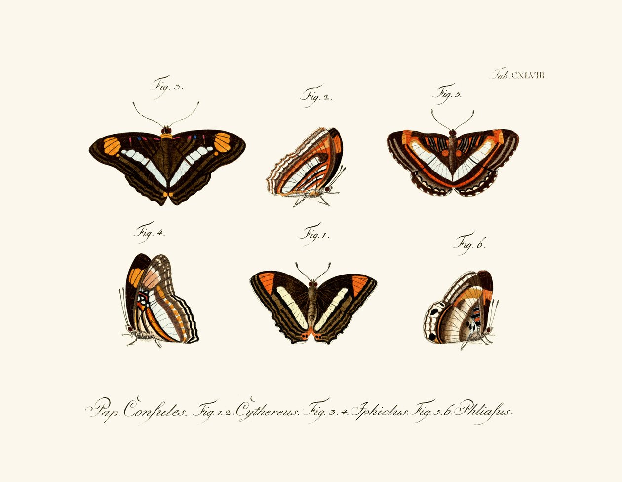 Farfalle, 1783-1806 da German School