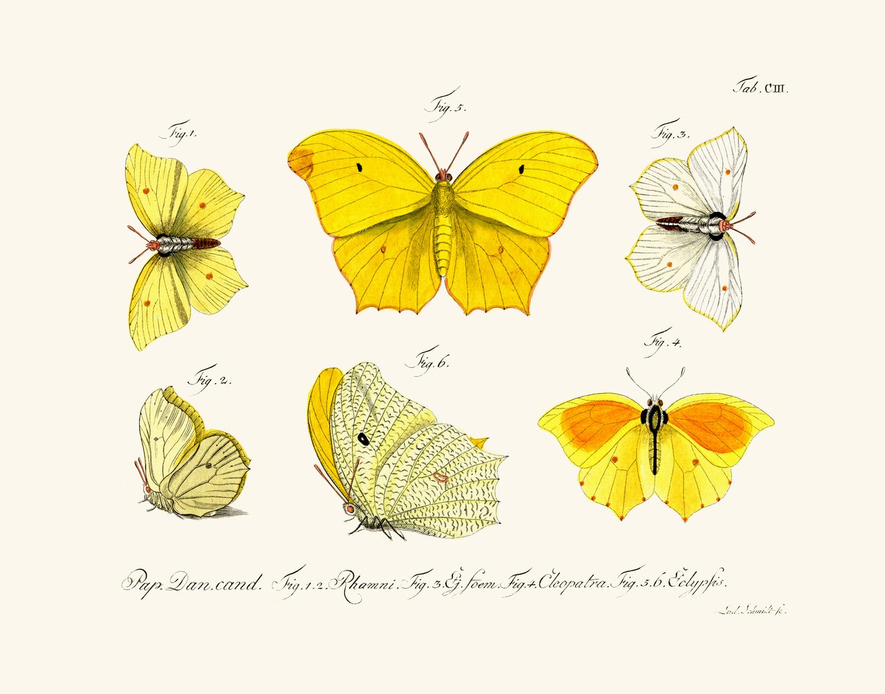 Farfalle, 1783-1806 da German School